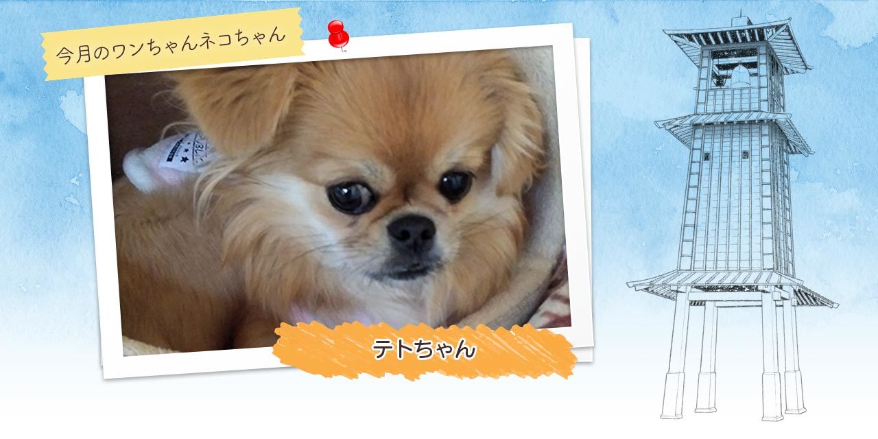 川越市 タブチ動物病院 長年の臨床経験による犬猫の総合診療